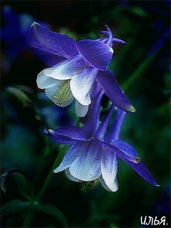 GIFS HERMOSOS: flores encoontradas en la web
