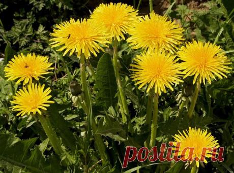 Шикарный букет
Елена Губарева