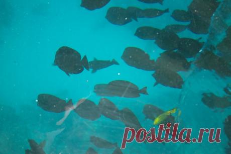 Подводное царство-это что-то неописуемое.Разноцветные рыбы разной величины,  изумительные  кораллы   и    БЕЗДНА, от которой захватывает дух!.