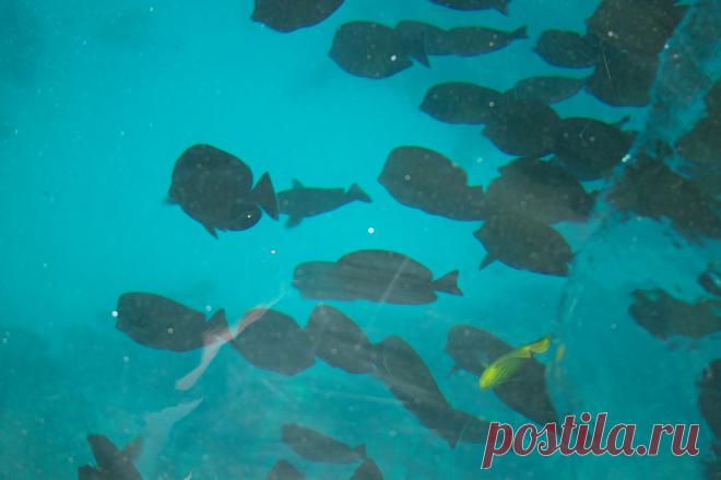 Подводное царство-это что-то неописуемое.Разноцветные рыбы разной величины,  изумительные  кораллы   и    БЕЗДНА, от которой захватывает дух!.