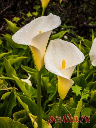 Цветы, которые за внешним лоском скрывают смертельную угрозу