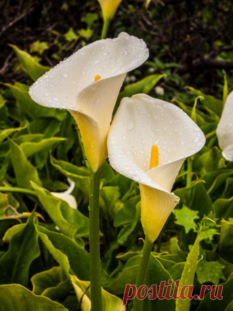 Цветы, которые за внешним лоском скрывают смертельную угрозу