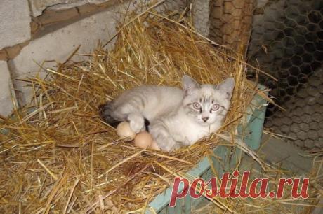 А у курицы сегодня выходной