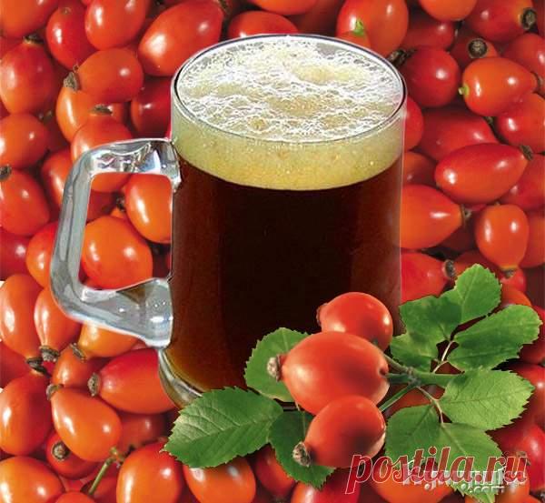 Квас из шиповника