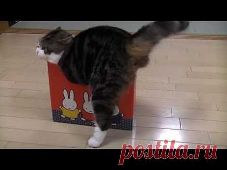 いろいろな小さ過ぎる箱とねこ。-Many too small boxes and Maru.- - YouTube