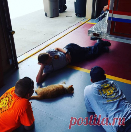 Бродячая кошка обрела дом на пожарной станции.