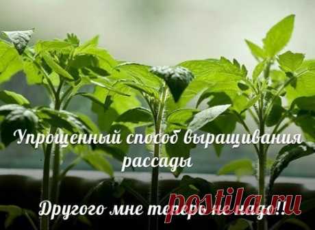 УПРОЩЕННЫЙ СПОСОБ ВЫРАЩИВАНИЯ РАССАДЫ