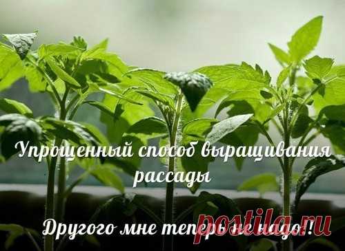 УПРОЩЕННЫЙ СПОСОБ ВЫРАЩИВАНИЯ РАССАДЫ