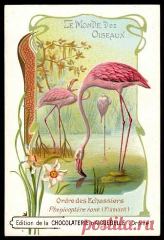 French Tradecard - Flamingo Chocolate d'Aiguebelle 