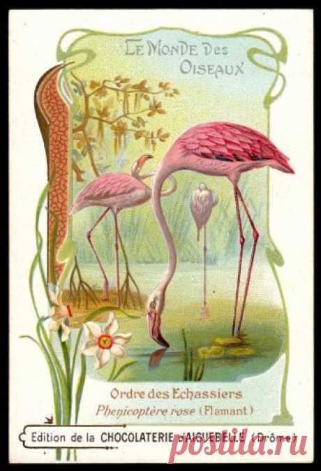 French Tradecard - Flamingo Chocolate d'Aiguebelle "Birds" (series of 50 large cards c1910)