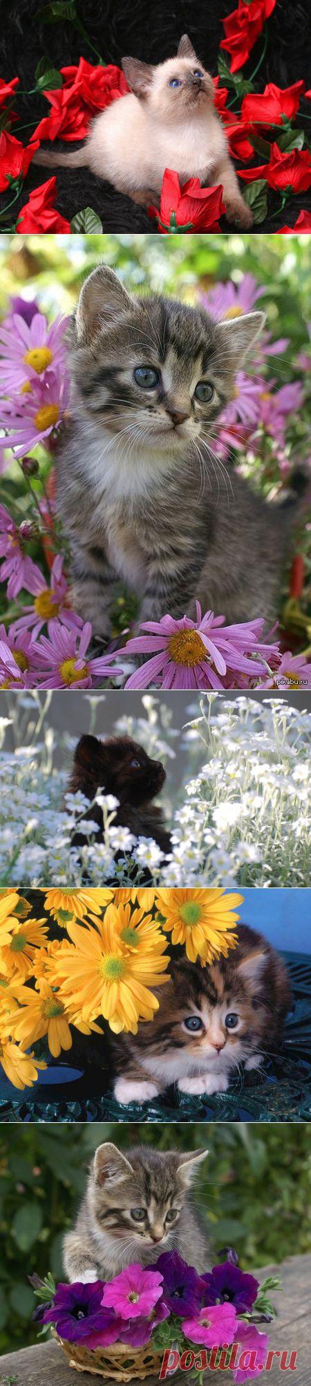 Котята в цветах | РОЗЫ