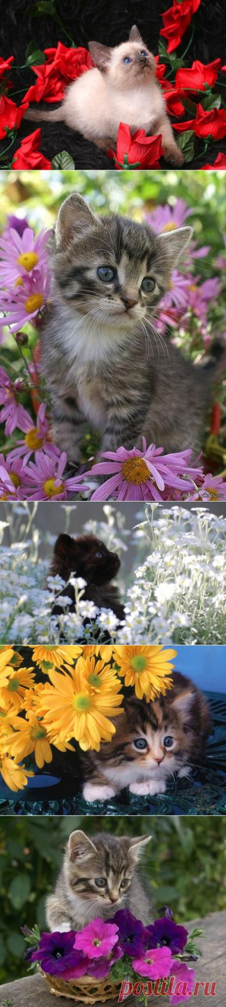 Котята в цветах | РОЗЫ