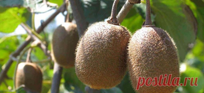 Как вырастить киви из семян в домашних условиях? | Виралаб