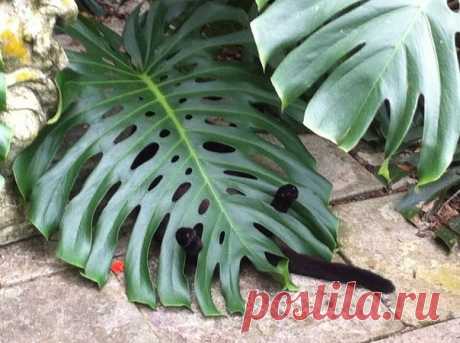 (96) Одноклассники