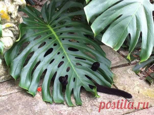 (96) Одноклассники