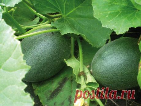 Умная бахча. Как просто вырастить арбузы, дыни.