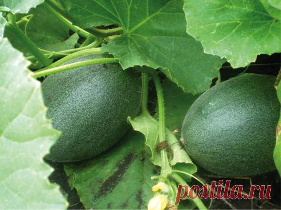 Умная бахча. Как просто вырастить арбузы, дыни.