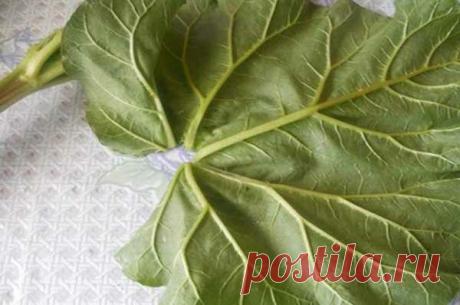 Куда с пользой пристроить листья ревеня? Делюсь своими идеями их применения в быту и огороде | садоёж | Яндекс Дзен