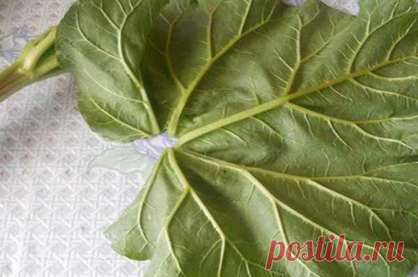 Куда с пользой пристроить листья ревеня? Делюсь своими идеями их применения в быту и огороде | садоёж | Яндекс Дзен