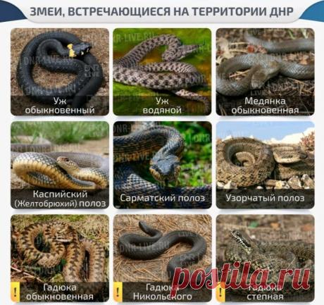 Осторожно, змеи! 

На территории Донбасса встречаются обыкновенная и степная гадюки, укус которых может вызвать тяжелые последствия. Но это очень редкие случаи. Основное действие яда связано с развитием тяжелой интоксикации, приводит к общему отравлению организма. Яд, выпускаемый гадюкой, оказывает на человеческий организм гемолитическое действие. После укуса на поражённом месте наблюдается болезненный отёк с множественными мелкими кровоизлияниями. Могут появляться тромбоз...