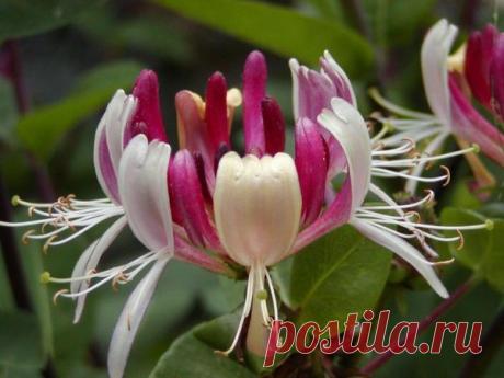 Секреты черенков.