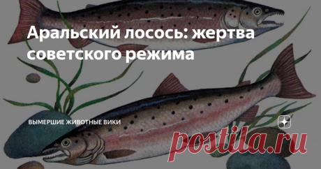 Аральский лосось: жертва советского режима В советское время большая часть проектов делалась без расчёта вреда для окружающей среды. Так, очень и очень опрометчивым решением было отведение реки Амударьи на нужды хлопковой промышленности. Это повлекло за собой гибель как Аральского моря, так и местного подвида лосося. Аральский лосось был представителем вида кумжа (Salmo trutta, подвид Salmo trutta aralensis) и являлся близким родственником черноморской и каспийской кумжи, ...
