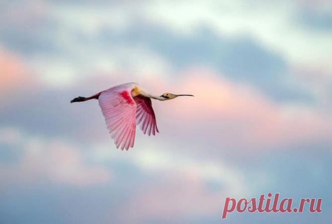 Птичий конкурс Audubon Photography Awards 2021