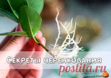 Секреты черенкования

Полезные советы для дачников! Все знают, как в банке с водой можно укоренить черенки. Но не всегда этот метод укоренения бывает удачен. В этом деле есть несколько моментов, от которых напрямую зависит успех. 

1. В непрозрачной посуде корешки образуются гораздо лучше, чем в прозрачной.

2. Воду при испарении лучше не менять, а доливать.

3. Если воды слишком много, в нижней части банки мало кислорода, черенки могут загнить.

4. Важно количество черенк...