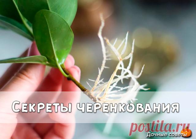 Секреты черенкования

Полезные советы для дачников! Все знают, как в банке с водой можно укоренить черенки. Но не всегда этот метод укоренения бывает удачен. В этом деле есть несколько моментов, от которых напрямую зависит успех. 

1. В непрозрачной посуде корешки образуются гораздо лучше, чем в прозрачной.

2. Воду при испарении лучше не менять, а доливать.

3. Если воды слишком много, в нижней части банки мало кислорода, черенки могут загнить.

4. Важно количество черенк...
