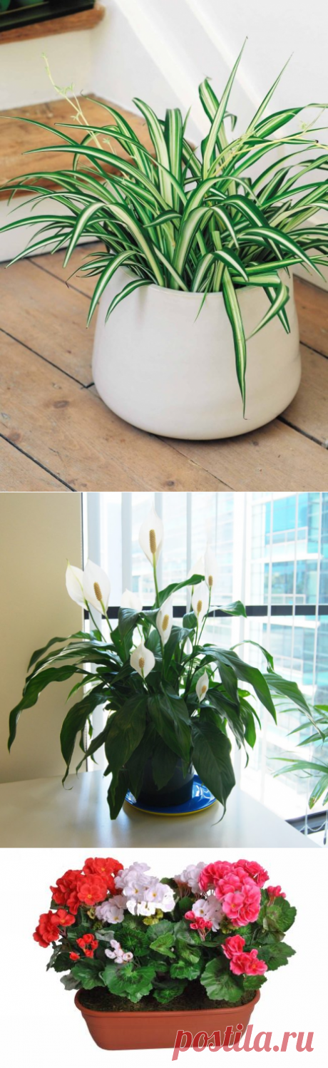 9 домашних растений, которые рекомендуется разместить в спальне / Домоседы