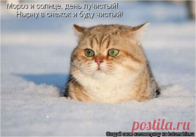 Правильная диета (котоматрица) | Обхохочешься