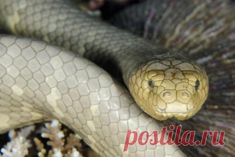 Возбужденные морские змеи приняли аквалангистов за самок и бросились на них. Австралийские ученые выяснили, что во время брачного периода гладкие морские змеи нередко принимают аквалангистов за самок. Они подплывают к ним, обвиваются вокруг их ласт, а когда те пытаются уплыть, бросаются в погоню. Большинство особей, которые проявляли повышенным интерес к людям, оказались самцами.