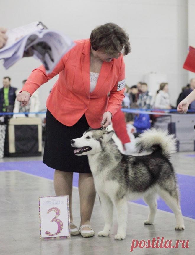 Дебют в юниорском классе на "Евразии -1"! Голд Оф Майя Гоу Гоу -отлично 3