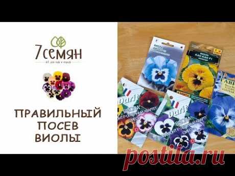 СЕЕМ ВИОЛУ В ФЕВРАЛЕ - ЦВЕТЕНИЕ В МАЕ ОБЕСПЕЧЕНО!!! / 7 семян