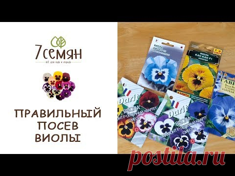 СЕЕМ ВИОЛУ В ФЕВРАЛЕ - ЦВЕТЕНИЕ В МАЕ ОБЕСПЕЧЕНО!!! / 7 семян