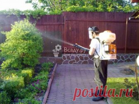 Чем обработать декоративные растения от  болезней и паразитов Препараты для профилактической обработки декоративных кустарников и деревьев. Как защитить декоративные растения от вредителей - различные способы.