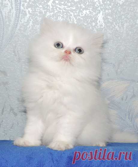 шотландский хайленд страйт малыш Fluffy Аngel , а дома просто Ангелочек.