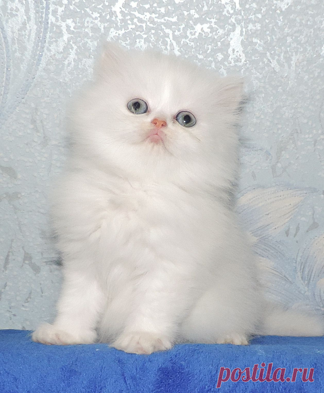 шотландский хайленд страйт малыш Fluffy Аngel , а дома просто Ангелочек.