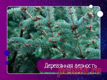 Деревянная верность – Вы мне нравитесь, – прошептал маленький Кедр уже подросшей и опушившейся Елочке.А через год добавил:– Очень!Елка потупила взгляд. Будучи девушкой воспитанной, она промолчала.Через три года Кедр сказал ей:– Я Вас люблю.Ель опять ничего не ответила, но через пять лет протянула к Кедру...