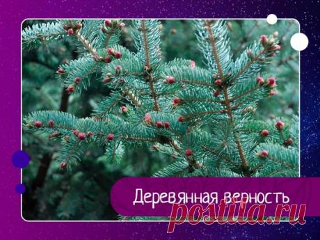 Деревянная верность – Вы мне нравитесь, – прошептал маленький Кедр уже подросшей и опушившейся Елочке.А через год добавил:– Очень!Елка потупила взгляд. Будучи девушкой воспитанной, она промолчала.Через три года Кедр сказал ей:– Я Вас люблю.Ель опять ничего не ответила, но через пять лет протянула к Кедру...