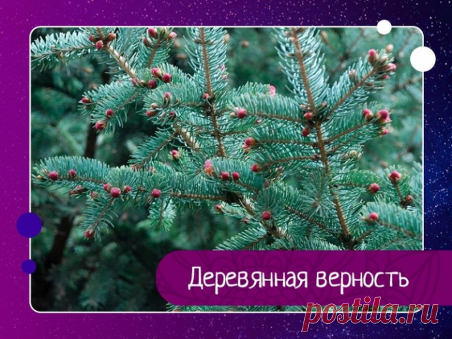 Деревянная верность – Вы мне нравитесь, – прошептал маленький Кедр уже подросшей и опушившейся Елочке.А через год добавил:– Очень!Елка потупила взгляд. Будучи девушкой воспитанной, она промолчала.Через три года Кедр сказал ей:– Я Вас люблю.Ель опять ничего не ответила, но через пять лет протянула к Кедру...