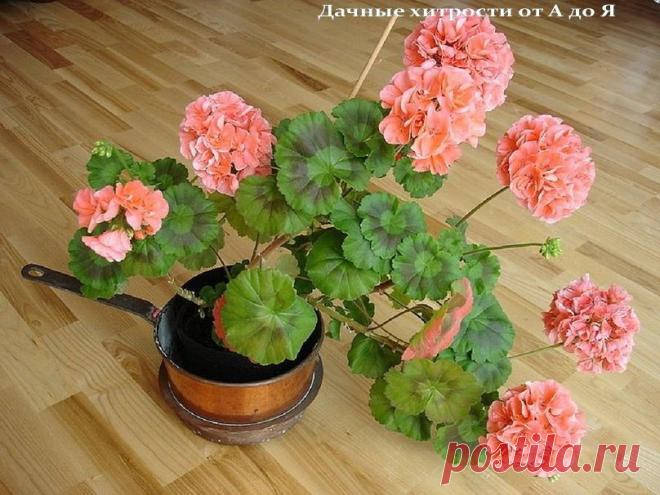 (55) Одноклассники