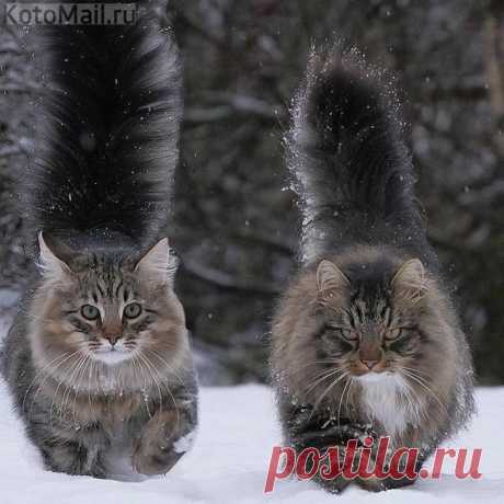 Демонстрация хвоста)   &gt;&gt;&gt;&gt;&gt;&gt;&gt;