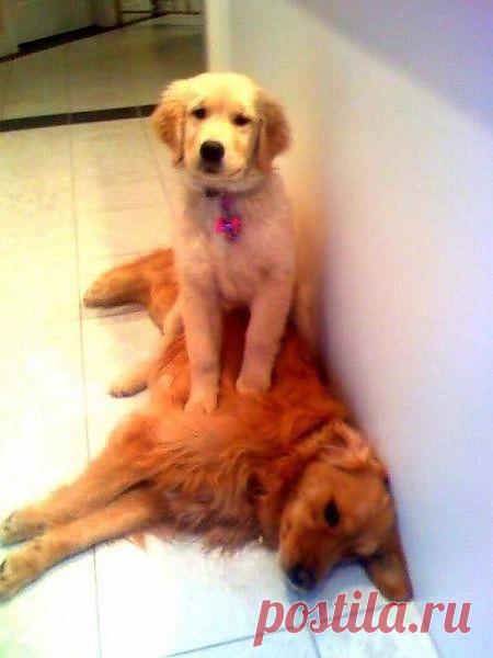 uCrazy.ru ----------Поясницу , поясницу топчи!  Может отпустит....
Мне в ночную на работу.