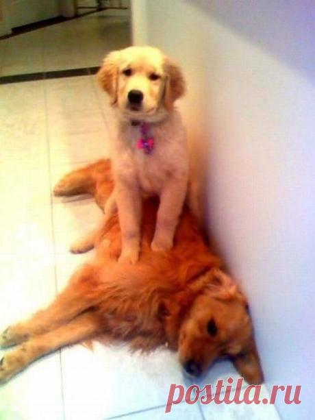 uCrazy.ru ----------Поясницу , поясницу топчи!  Может отпустит....
Мне в ночную на работу.