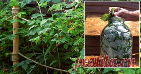 Успей заготовить листья малины правильно, чтобы зимой сказать себе спасибо Несколько месяцев назад я перешла преимущественно на безкофеиновые чаи. Я люблю иметь дома пару-тройку вариантов, когда вечером хочется попить чая без опаски для сна. В основном отдаю предпочтение ройбушу и напитку с имбирем и лимоном. Чуть реже употребляю травяные чаи. Мой любимый — чай из листьев малины.