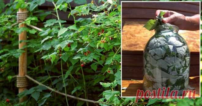 Успей заготовить листья малины правильно, чтобы зимой сказать себе спасибо Несколько месяцев назад я перешла преимущественно на безкофеиновые чаи. Я люблю иметь дома пару-тройку вариантов, когда вечером хочется попить чая без опаски для сна. В основном отдаю предпочтение ройбушу и напитку с имбирем и лимоном. Чуть реже употребляю травяные чаи. Мой любимый — чай из листьев малины.