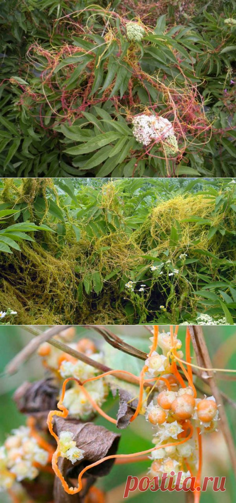 как бороться с повиликой