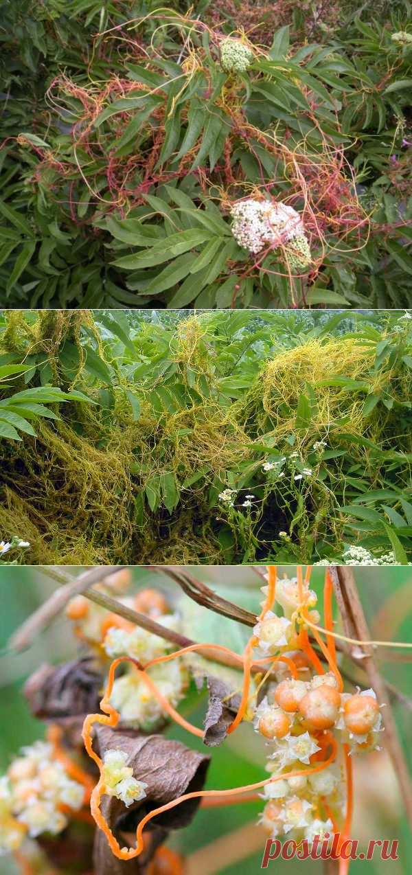 как бороться с повиликой