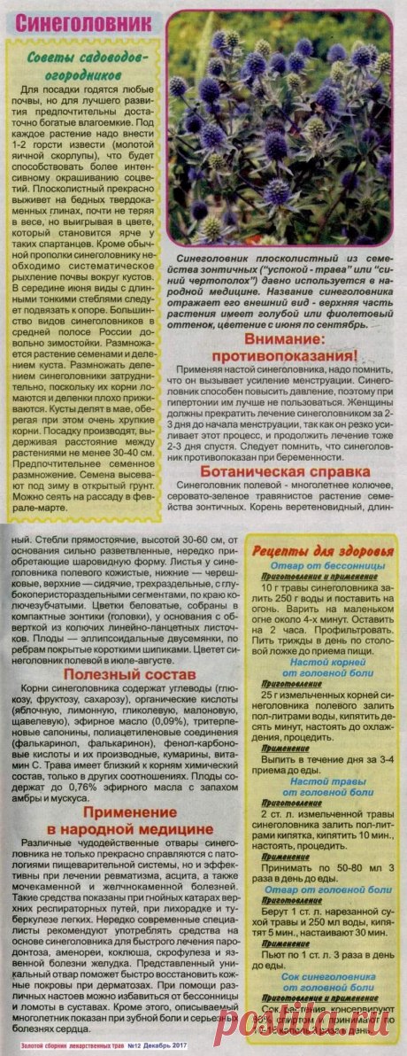 Синеголовник